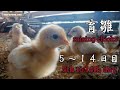 ヒヨコ5~14日目の育雛の様子【Natural Farming chicks】