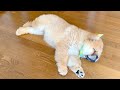 遊び尽くして充電が切れたチャウチャウの子犬はこうなります