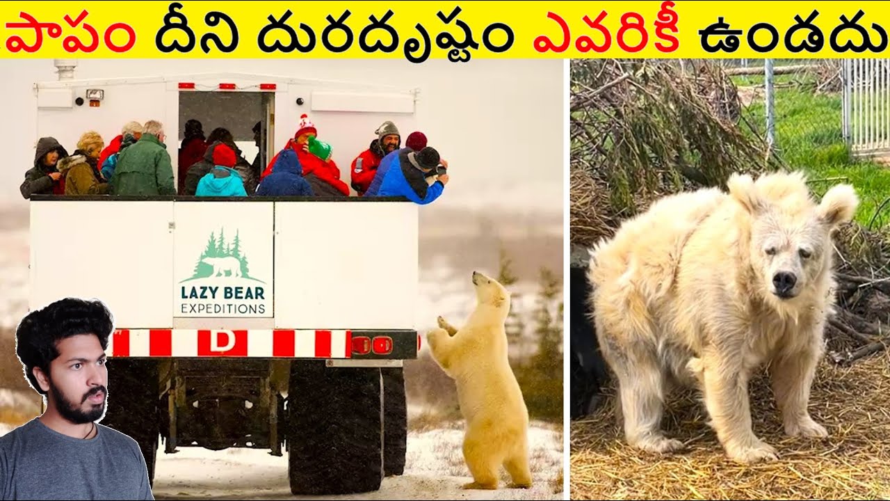 పాపం దీని అంత దురదృష్టం ఎవరికీ ఉండదు || Most Amazing Facts Ever Listen Part 224 || ALK Facts