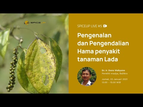 Video: Hama Lada – Informasi Tentang Serangga Umum Tanaman Lada