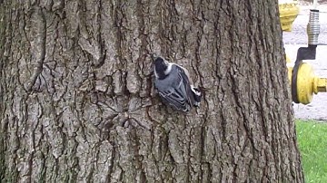 Nuthatch Tree Climb 415.MOV