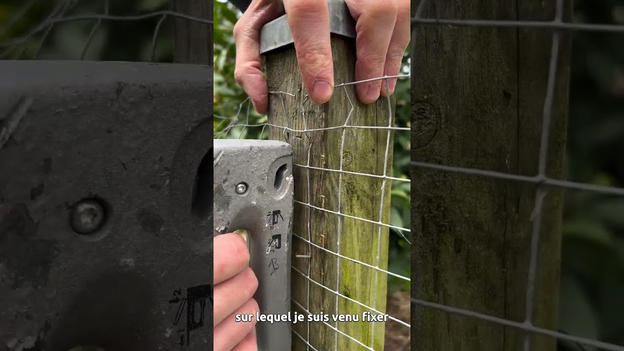 🌱 L’astuce de Pierre pour des semis de petits pois réussis !