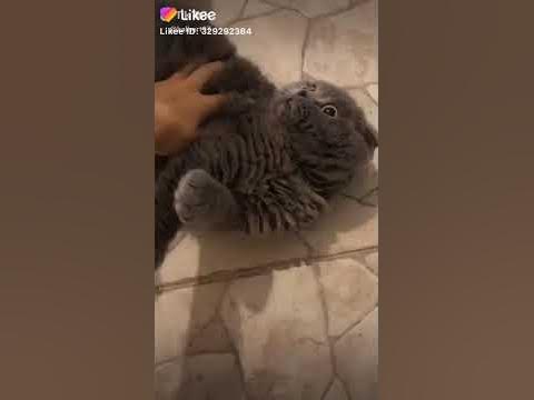 ТОЛСТЫЙ КОТ... - YouTube