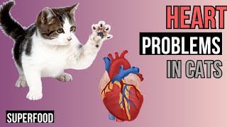 Understanding Feline Cardiomyopathy - HEART problems in CATS by Superfoods for CATS 55 views 1 month ago 10 minutes, 1 second