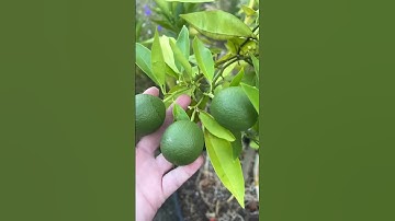 My first ever Buddha’s Hand Citron + some of the other citrus that is fruiting right now 🍋 & a litt