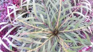 Big Plant Nursery - Mahonia eurybracteata 'Soft Caress' screenshot 2