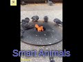 Moments of Animal Genius That Will Amaze You