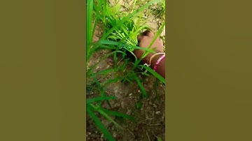 Thumbnail of kaliginollaintiki #folksong #song #telugusongs #nature