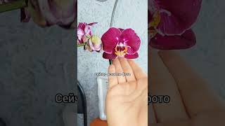 Расцвел совсем другой цветок🌸Так даже лучше!😍Азиатский сорт #фаленопсис Lianher focus🌸 #орхидеи