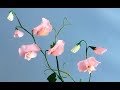 ABC TV | How To Make Sweet Pea Paper Flower From Crepe Paper - Craft Tutorial