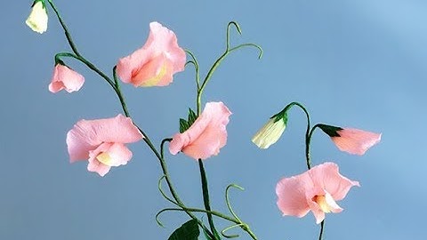 ABC TV | How To Make Sweet Pea Paper Flower From Crepe Paper - Craft Tutorial