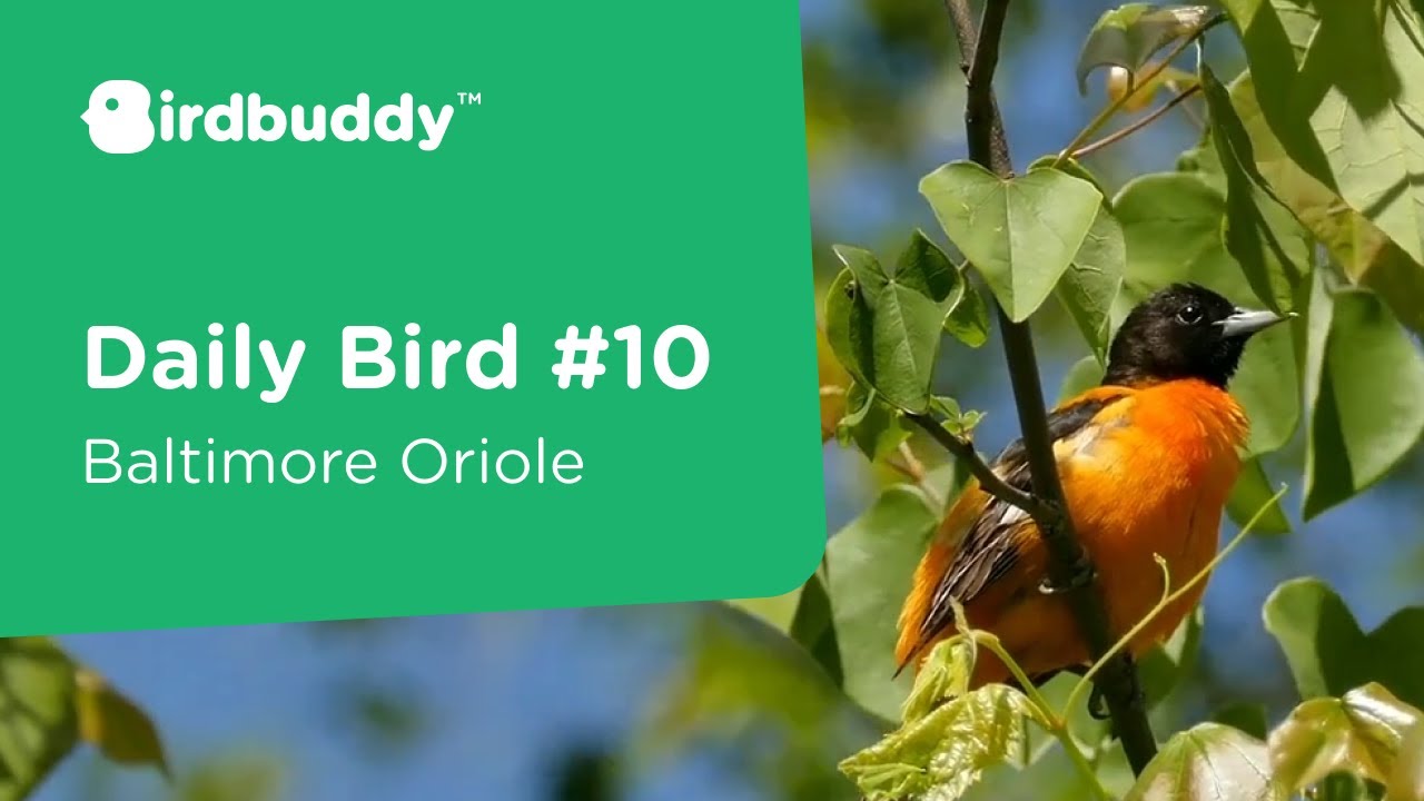 The Oriole Bird - Baltimore Orioles 