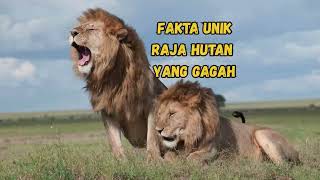 10 Fakta Unik Singa, Raja Hutan yang Tidak Kamu Sangka! #faktamenarik #hewan