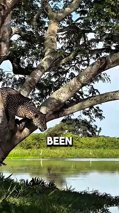 This jaguar is fearless #shortsvideo