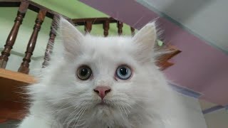 Magic eyes kitten  #youtubevideos #viralvideo