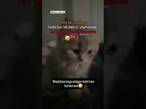 bizga ham atalgan baxt bordir🥀❤️🩹 🙂 #rek #ytshorts #funny #trend