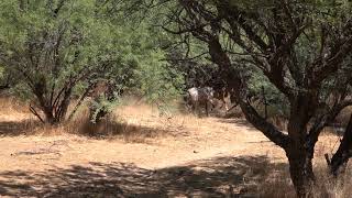 Wild Horses Running in Tonto National Forest, AZ - Mark Storto Nature Clips