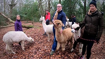 K2Alpacas Trekking - Wicklow
