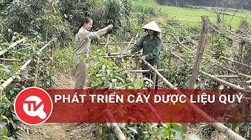 Phát triển cây dược liệu quý - hướng đi mới thoát nghèo cho bà con vùng cao