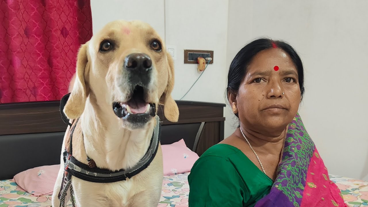 Joy duggu ko Khoj rahe hai 😔🐶 || @Journeyoffjoy 