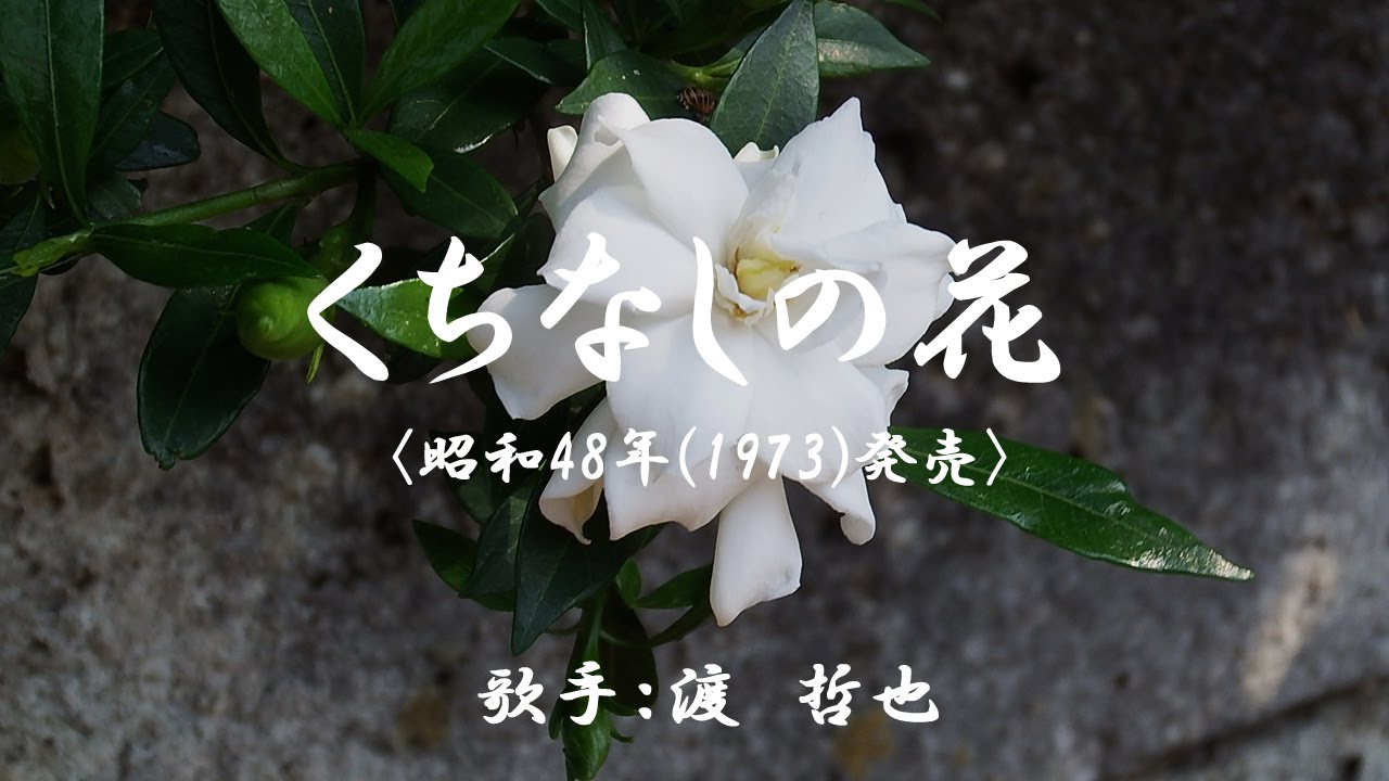 くちなしの花です❤︎ くちなしの花 渡哲也 昭和48(1973)年 - YouTube