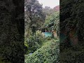 Witness the world exactly as it is | #nature #greenery #green #naturesounds #naturephotography