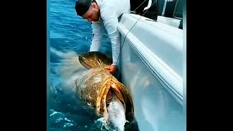 monster  grouper fish