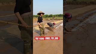 Hướng đẫn cách gieo mạ khay