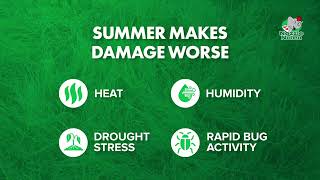 Chinch Bugs Are Destroying Florida Lawns Right Now