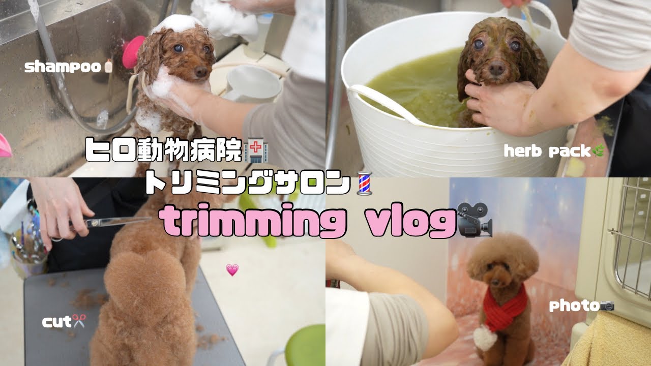 【トリミング】ヒロ動物病院トリミングサロンのトリミング風景を大公開！🛁
