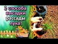 2 СПОСОБА ВЫСАДКИ РАССАДЫ ЛУКА В ГРУНТ. ЛУК ИЗ СЕМЯН ЗА ОДИН СЕЗОН.