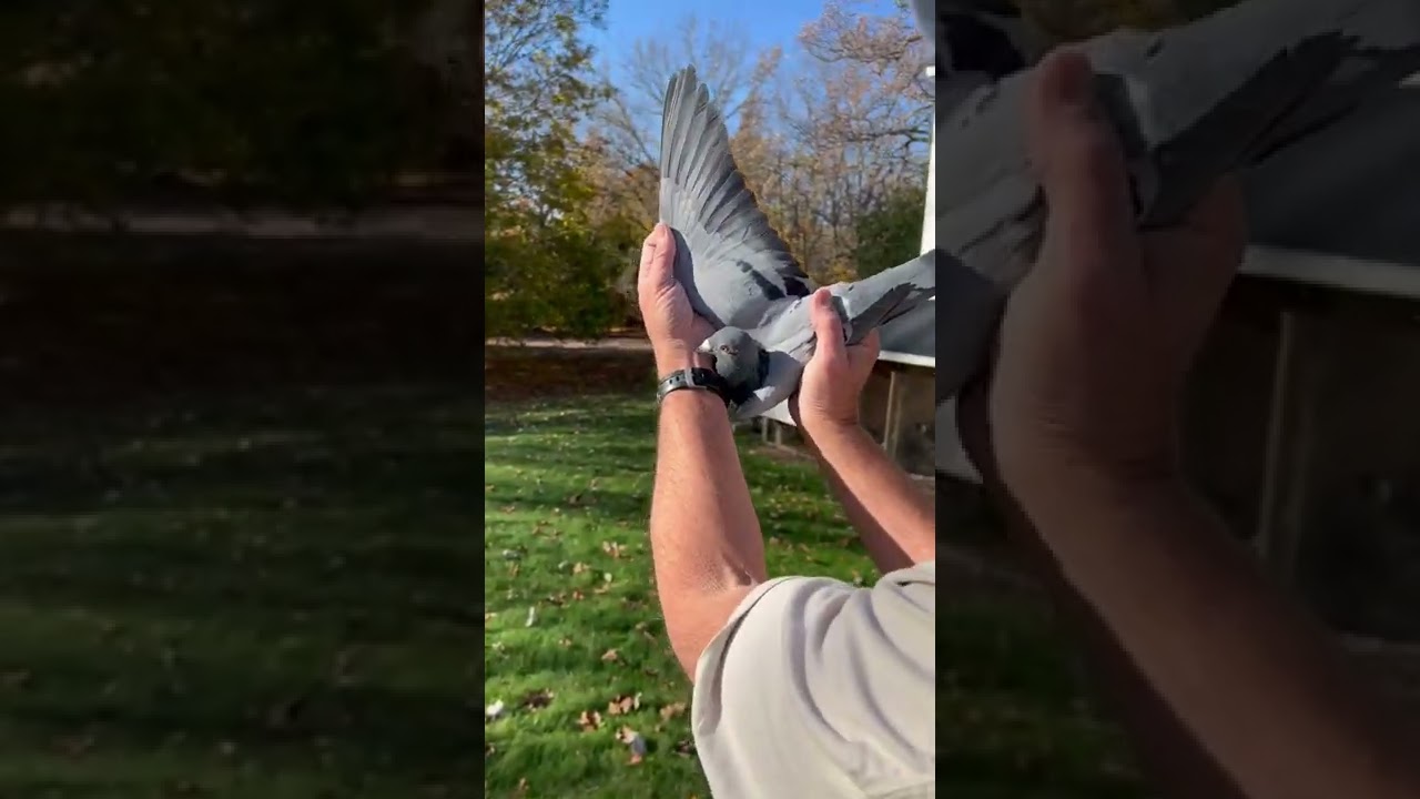 Thomas Kornelius: DV 01696-21-549