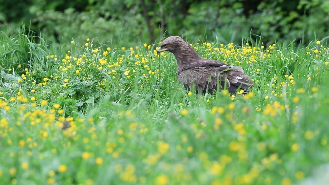 Lesser Spotted Eagle - Schreeuwarend - Aigle Pomarin - Scheiadler