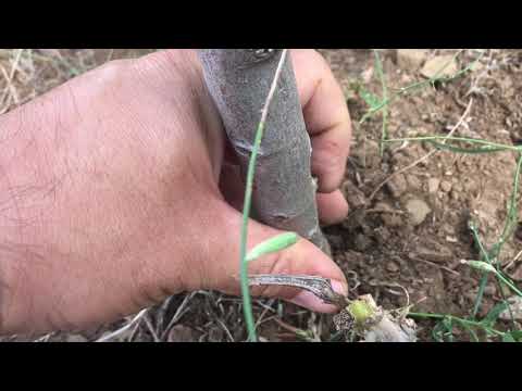 Video: Bahçecilikte Demir Sülfat Kullanımı: Sonbaharda Bahçenin Işlenmesi Ve Ilkbaharda Ağaçların Püskürtülmesi. Nasıl Yetiştirilir? Talimat Ve Oranlar
