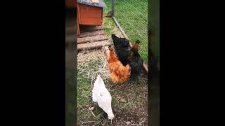 BEAUTIFUL chickens 🐔