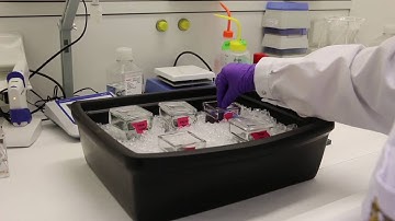 Working at the Histology Lab using Laser Capture Microdissection