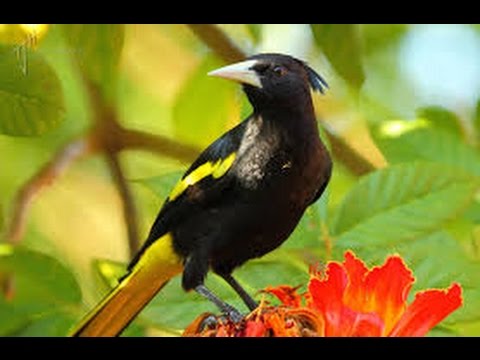Yellow winged Cacique 