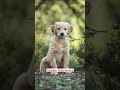 Most Smartest Puppies #pets #dog #love