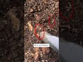 Die perfekte Gartenerde 😍😊