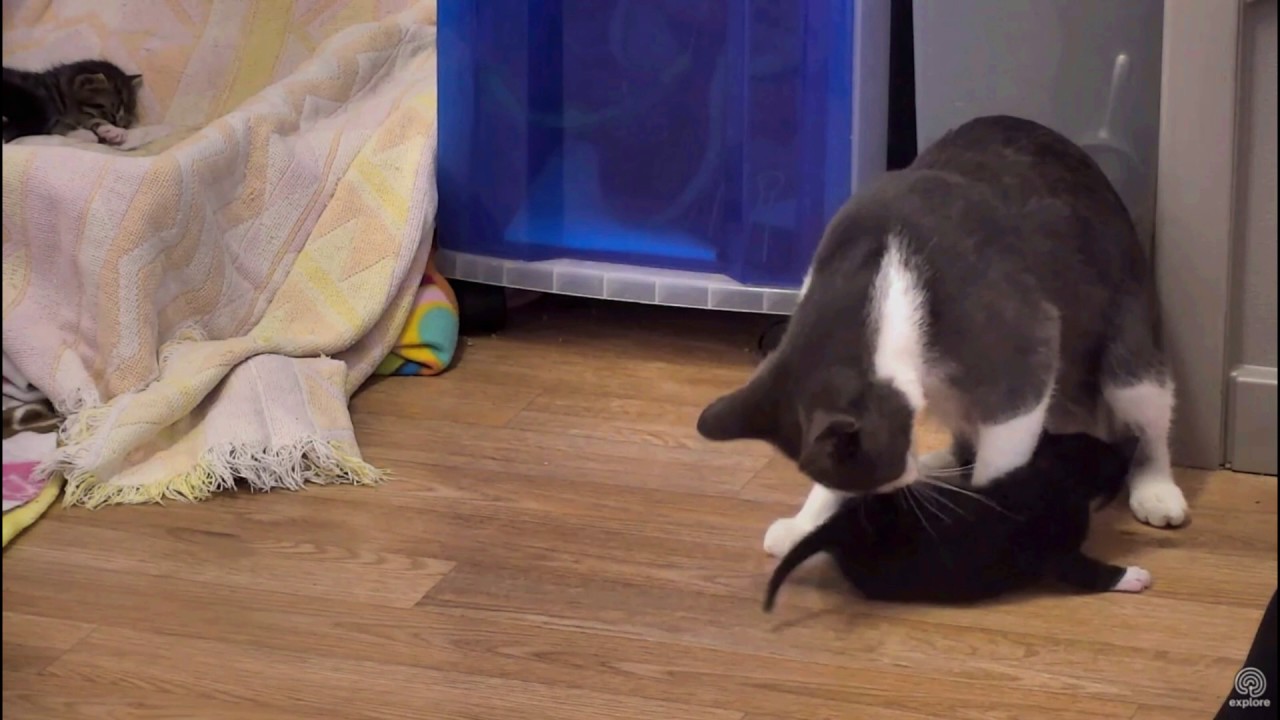 Runaway Kitten!! YouTube