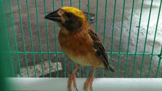 Download Suara Manyar Gacor Nembak Rapat Ampuh Sebagai Isian & Masteran Burung Kicau Video MP3 Suara Manyar Gacor Nembak Rapat Ampuh Sebagai Isian & Masteran Burung Kicau