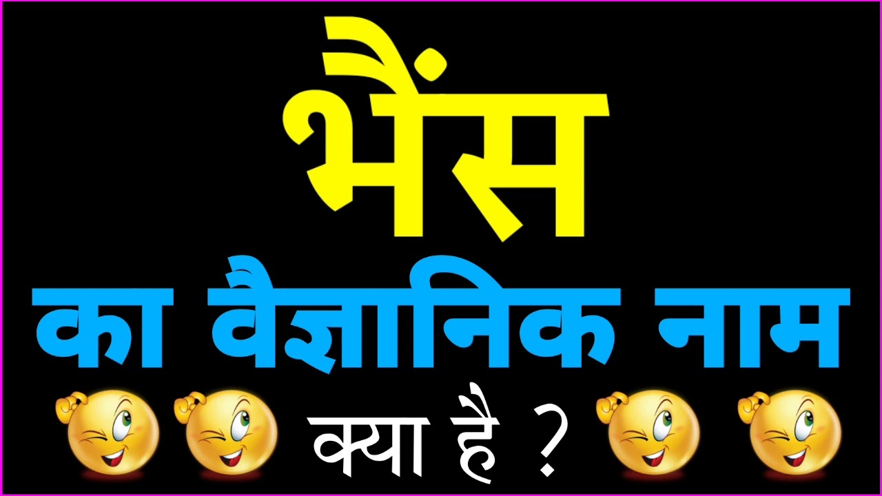 Bhains Ka Vaigyanik Naam Kya Hai Bhains Ka Scientific Name Bhains Ka Vaigyanik Naam Kya Hai Bhains Ka Scientific Name