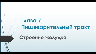 Физиология. Глава 7. Пищеварительный тракт. Строение желудка