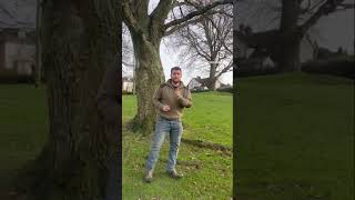 NATURAL NAVIGATION  Basics (How to read Tree roots 🤷‍♂️🧭) #navigation #bushcraft #survivalskills
