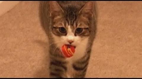 Cat Plays Fetch AMAZING