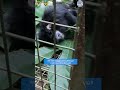 AMAZING Rescue of RARE Monkey Species! #monkeys #wildlife