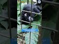AMAZING Rescue of RARE Monkey Species! #monkeys #wildlife