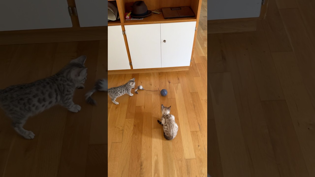 Battery-operated interactive cat toy👍