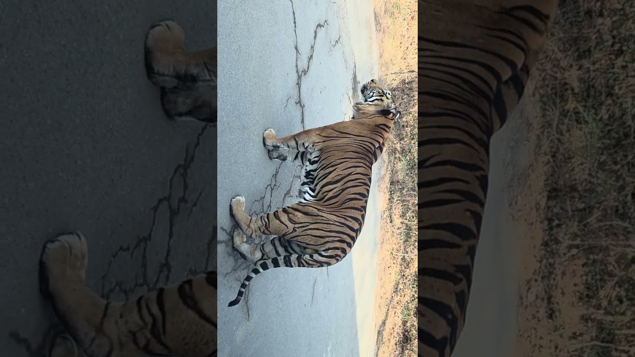 에버랜드 사파리 로드뷰