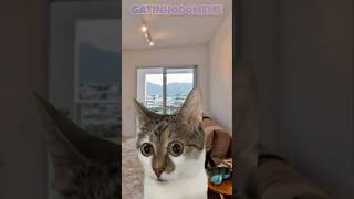 Pai eu fiz uma tatuuuuuu #gatos #memes